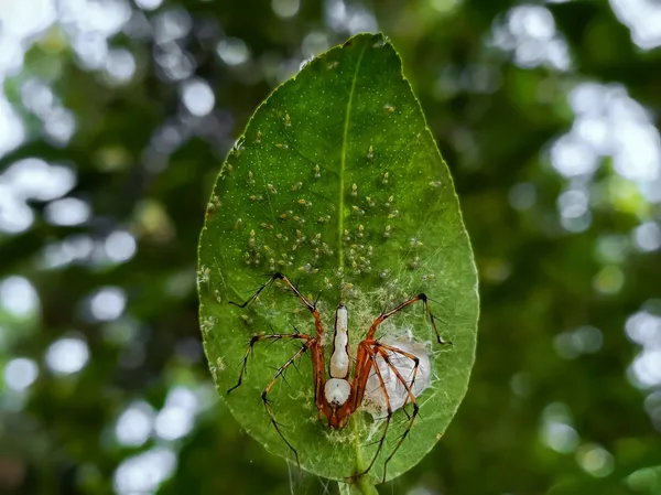 Maternal Instincts of the Lynx spider thumbnail
