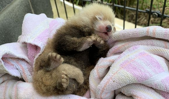 The Smithsonian Conservation Biology Institute welcomed many new animals in 2019, including this endangered red panda cub. (Smithsonian's National Zoo and Conservation Biology Institute).