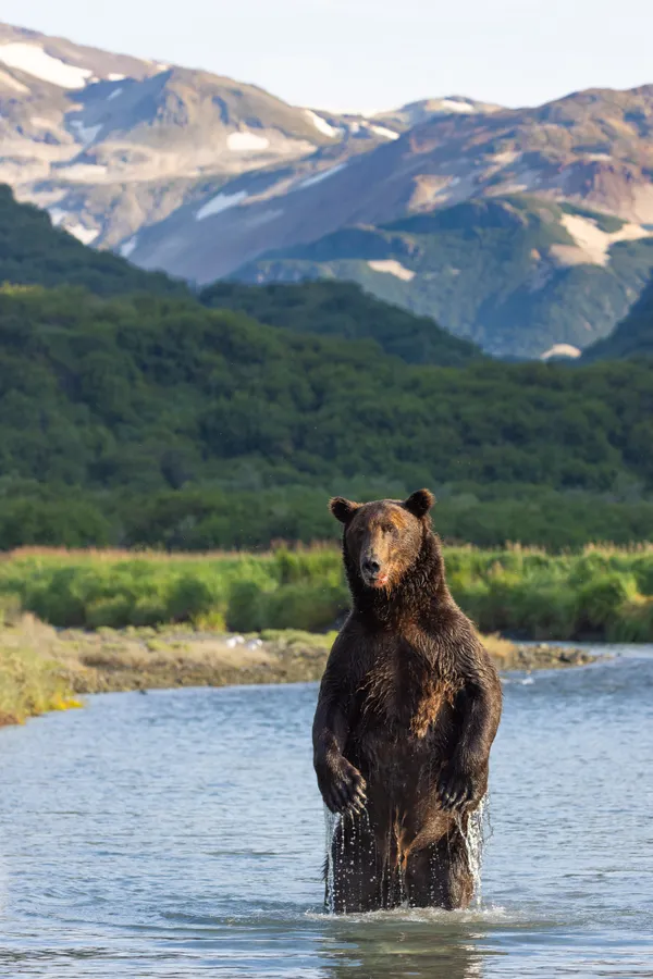 Coastal King thumbnail