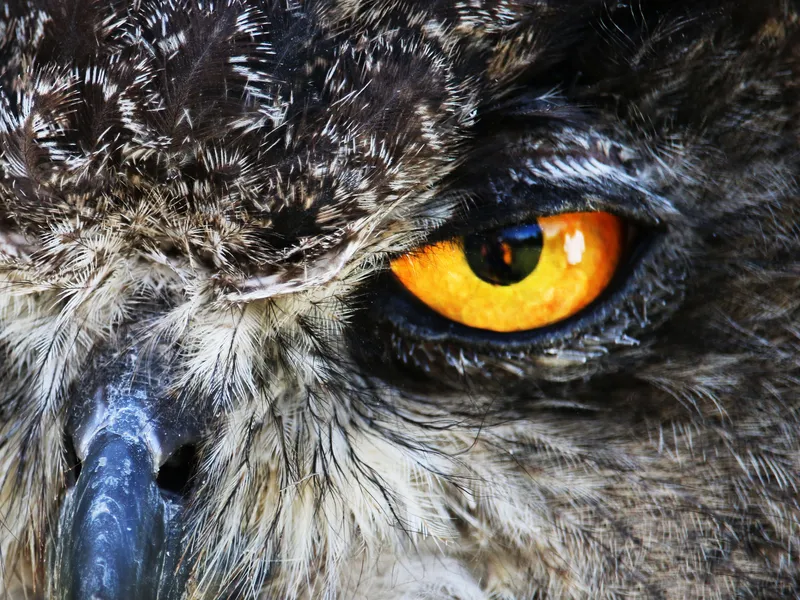 Fierce Owl Eye | Smithsonian Photo Contest | Smithsonian Magazine