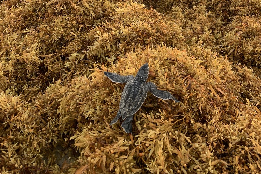 Sea turtle climbing over pile of seaweed