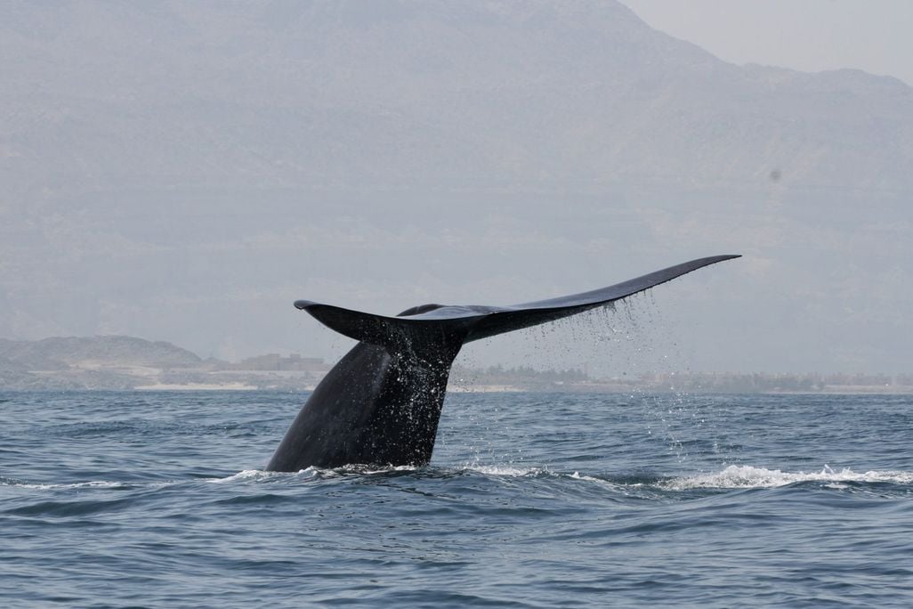 A Northwest Indian Ocean blue whale flukes up for a dive off the Arabian Sea coast of Oman.