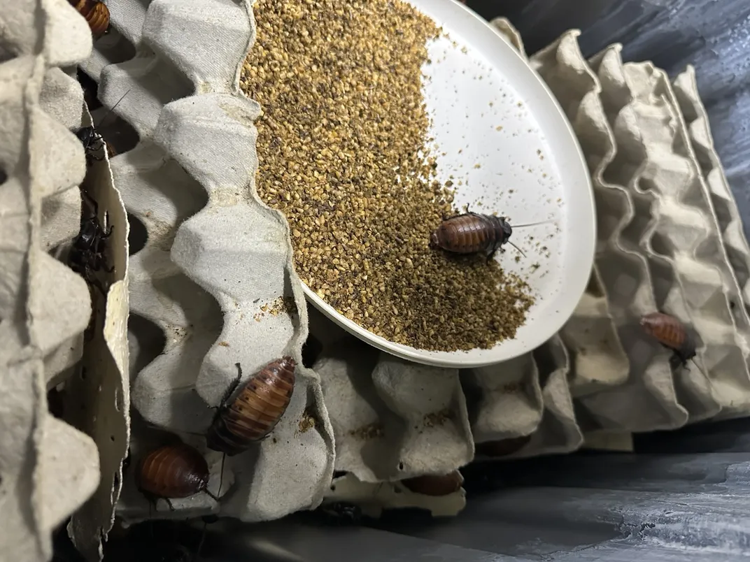 several large cockroaches crawling on egg cartons