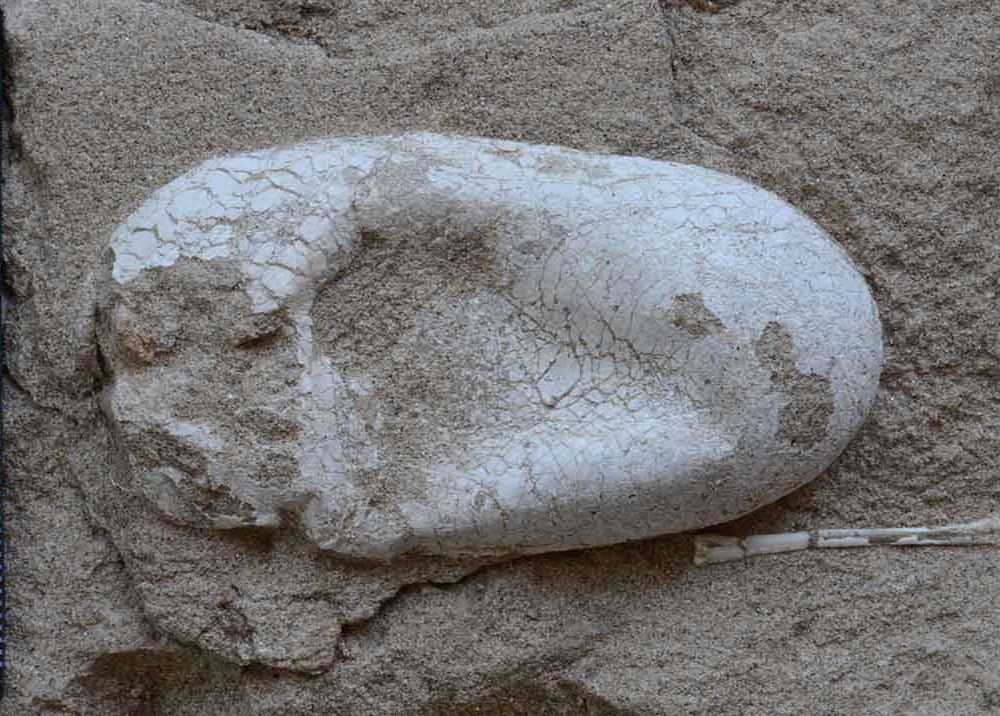 Found: 120-Million-Year-Old Colony of Fossilized Flying Reptiles, Plus  Their Eggs, Science