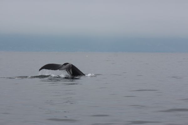 pure grace as a humpback whale tail disappears from view thumbnail