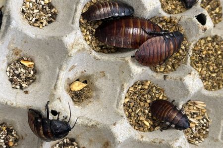 The seizure included Madagascar hissing cockroaches&mdash;some of the largest roaches in the world&mdash;and dubia cockroaches.