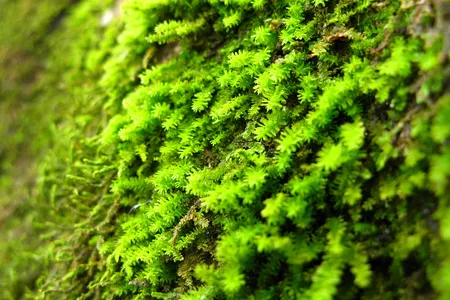 A carpet of moss. 