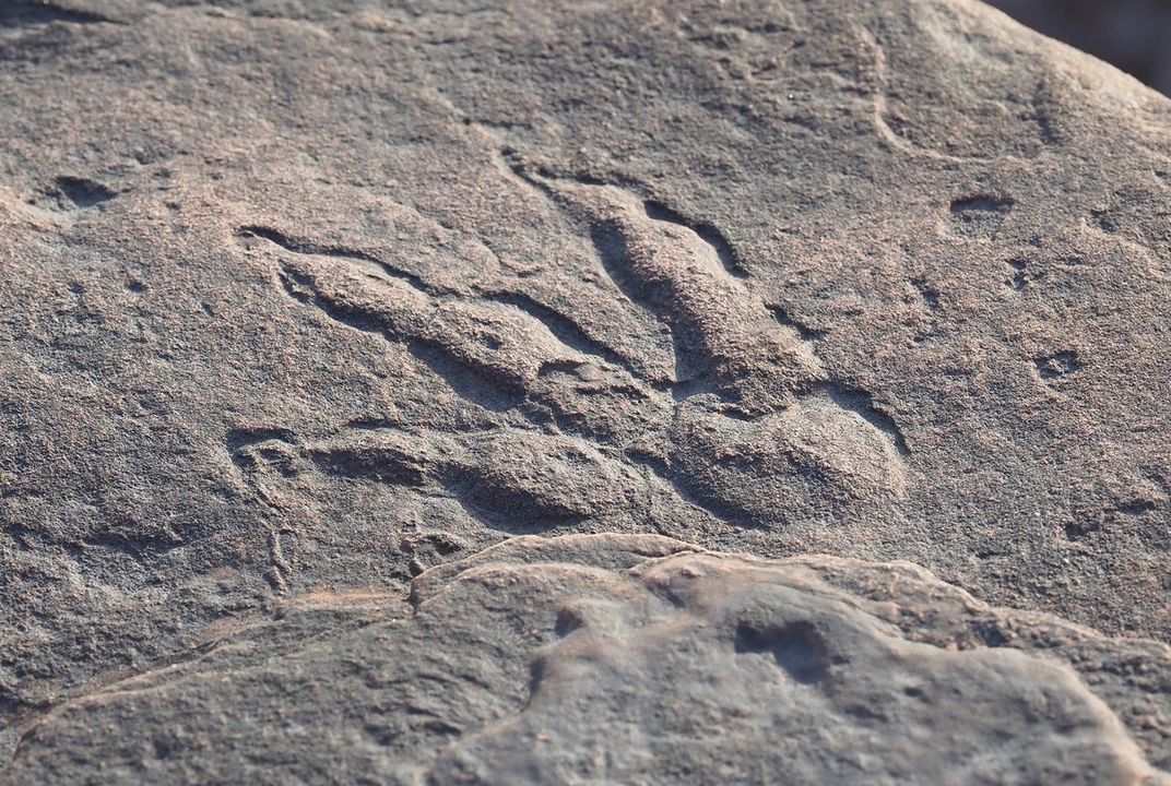 Baby Dinosaur Footprint    Replica Fossil 