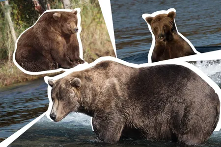 Katmai National Park and Preserve has a ton of chubby cubbies. But which bear's bulk will bury the competition in the 2018 Fat Bear Week?