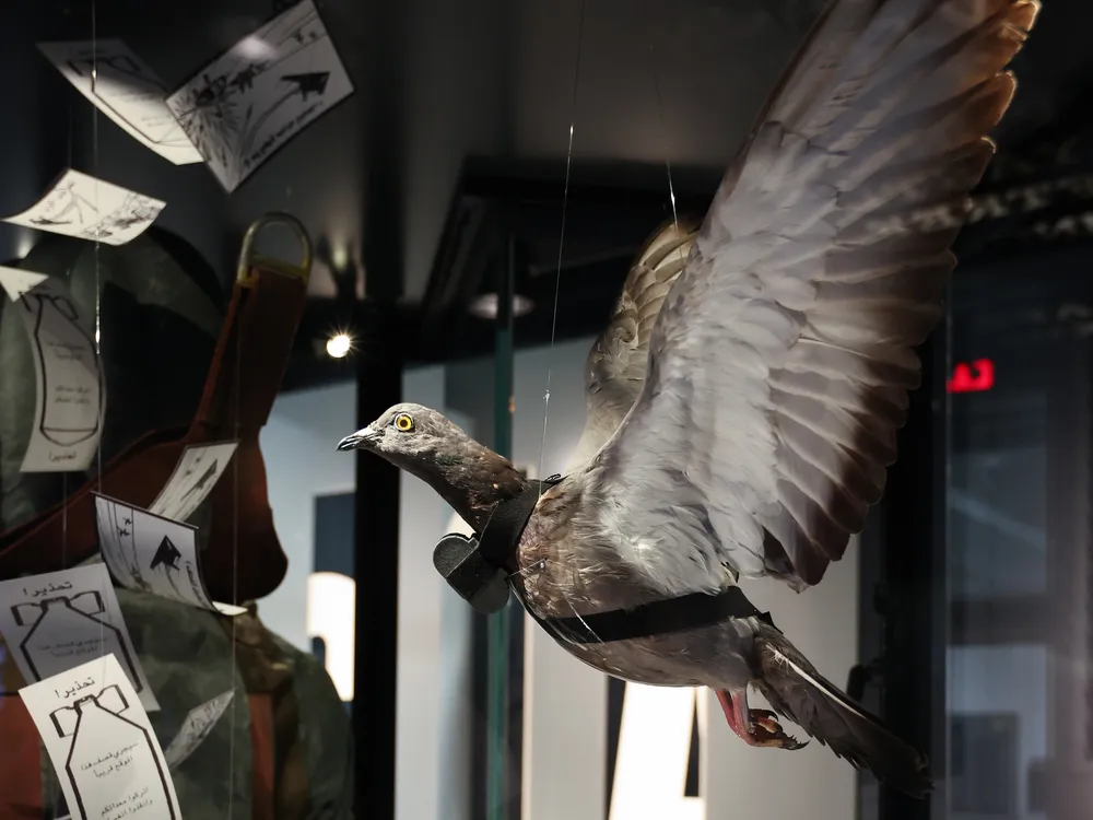 Pigeon 1