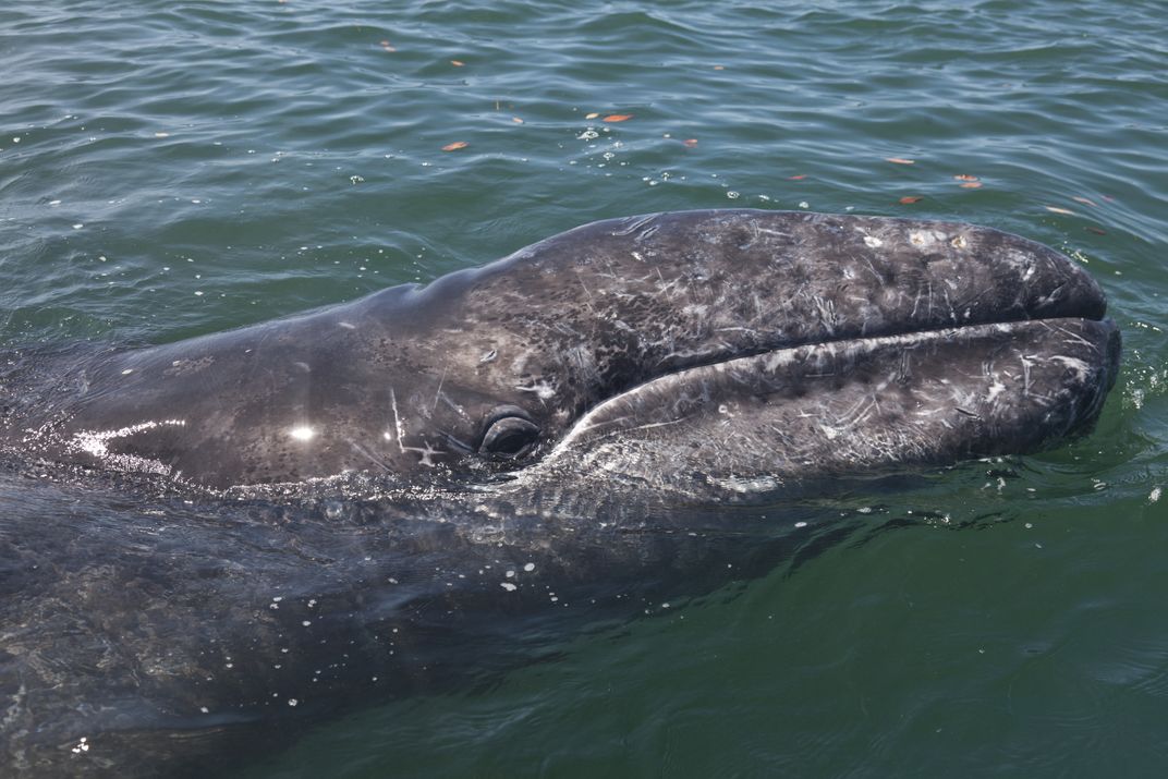 A surfacing Pacific gray whale