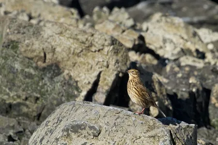 The South Georgia pipit has been one of the hardest-hit species by the island's rodent population. The government announced Monday that the island is now rodent free. 