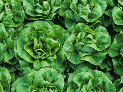 The first crop for Local Roots Farms to grow is lettuce.