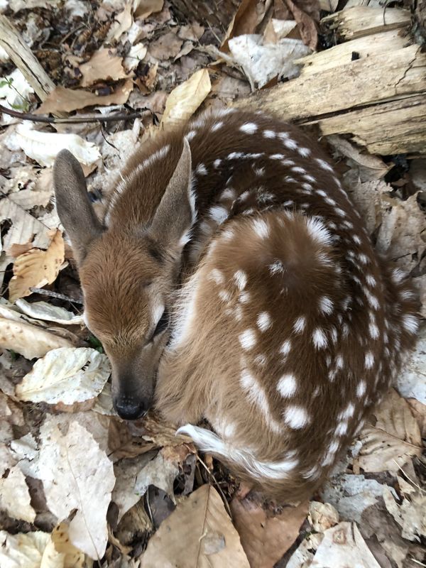 A Flawless Fawn in the forest of northern Michigan. thumbnail