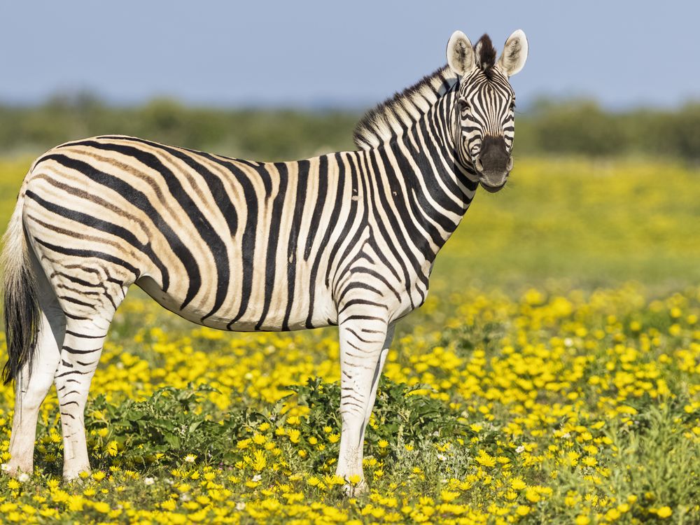 A zebra in a field of yellow flowers in Namibia