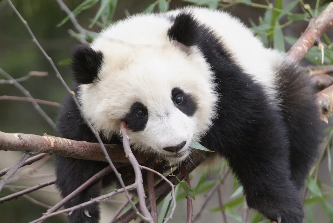 Tai Shan, the first giant panda cub born at NZCBI