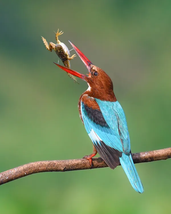 Kingfisher with Frog thumbnail