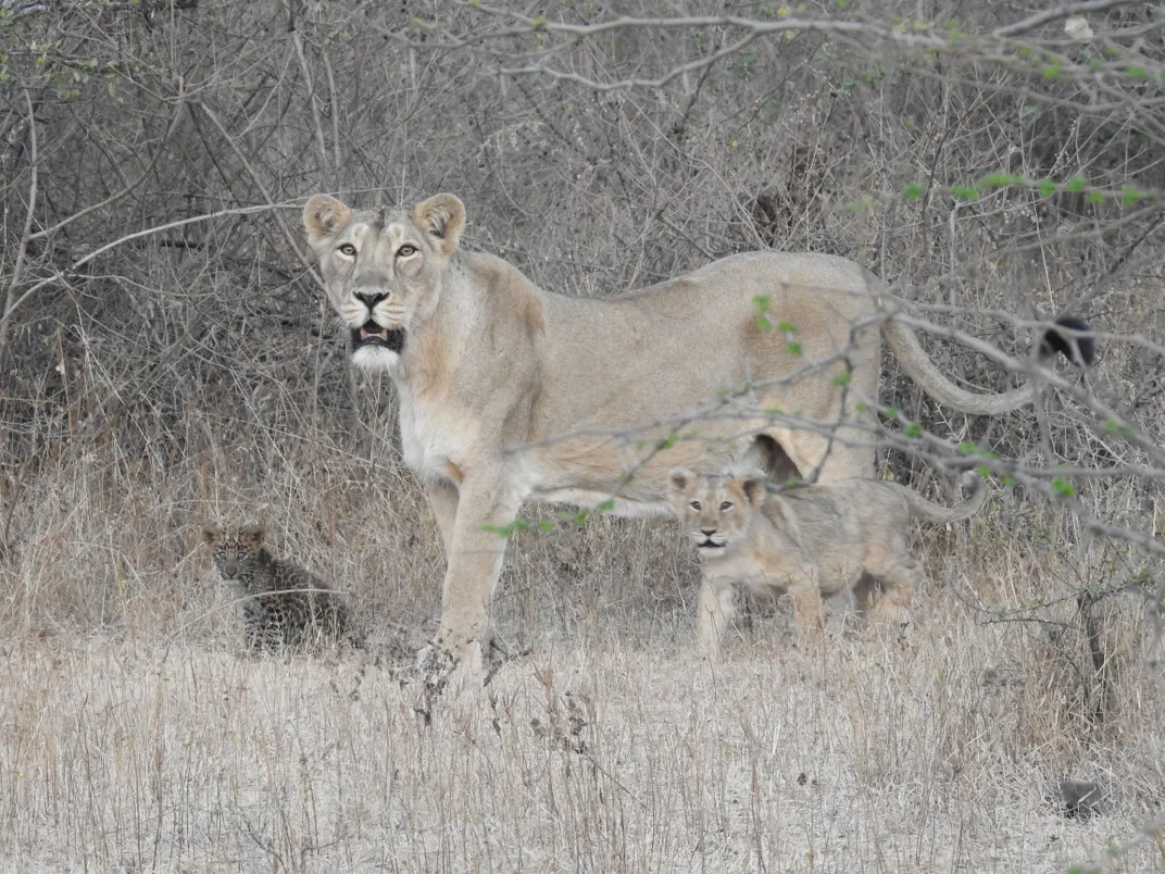 Leopard cub sits next to the mother lion and her lion cub