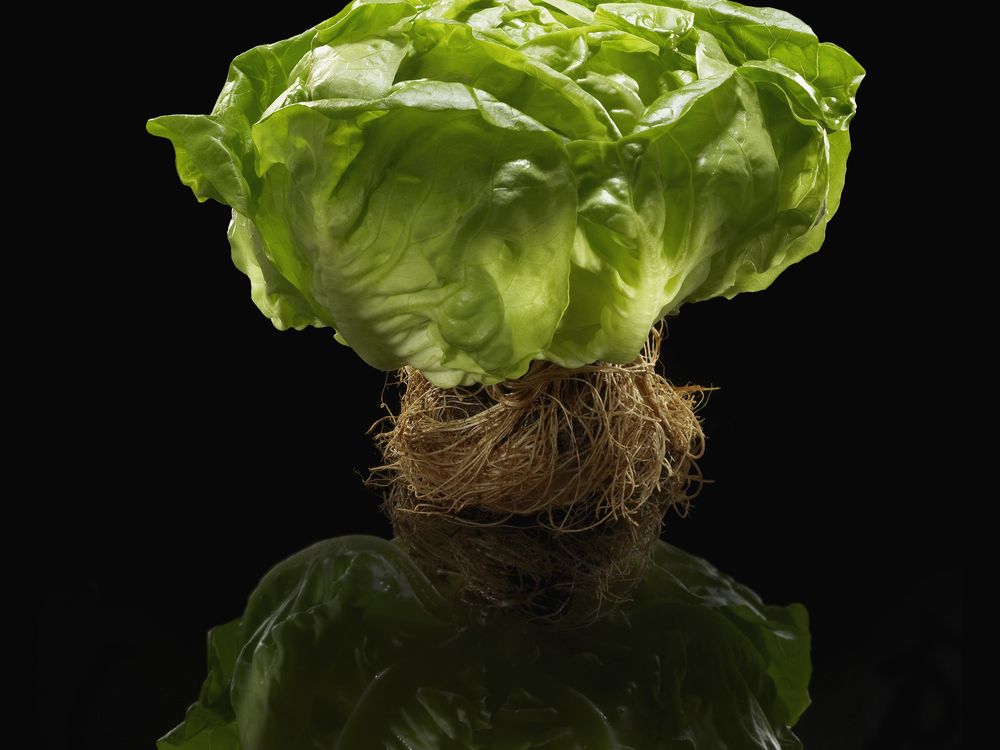 lettuce