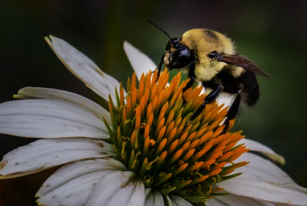 Bee on aging cone flower thumbnail