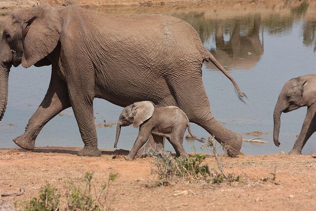 20120807094007elephant.jpg