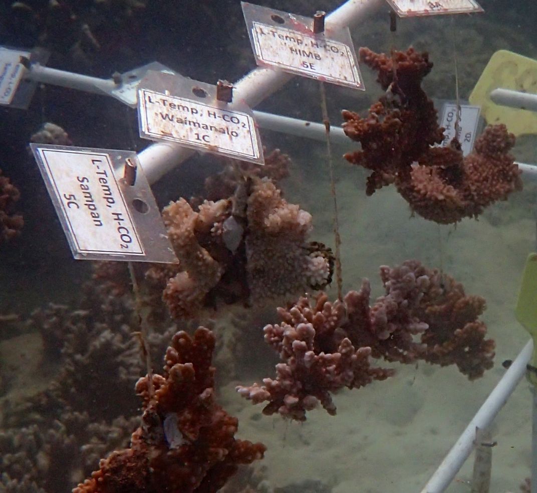 Brown rice coral and blue rice coral growing in an underwater coral nursery. Each coral is paired with a tag that indicates its species and the temperature at which it was grown.