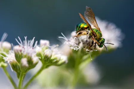 OPENER - A gold-green sweat bee lands on a common boneset flower in Hull, Massachusetts.