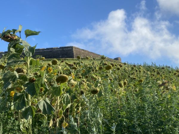 Sunflowers guarding Fortress of Sao Joao Baptista in Agra on Terceira Island thumbnail