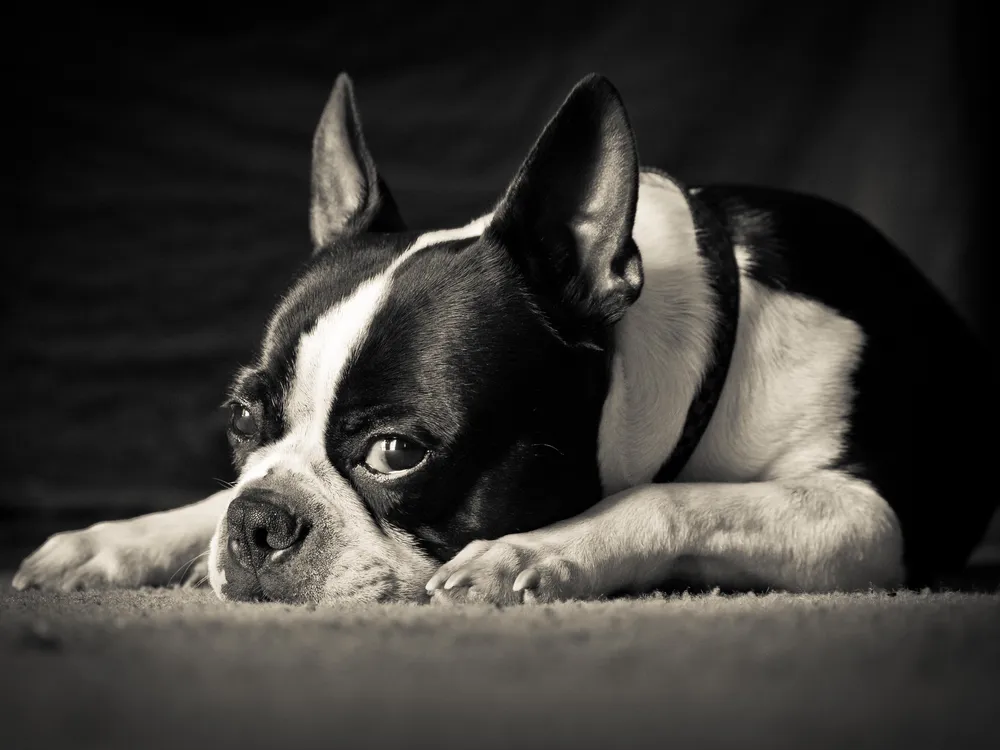 OPENER - Boston terriers are said to be affectionate with human family members, good with children and playful.