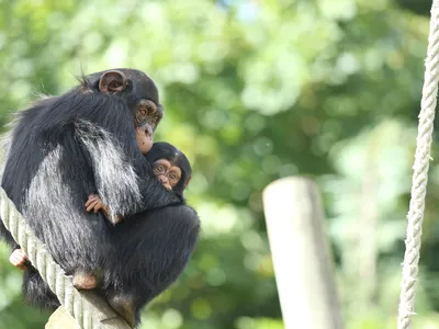 Chimpanzees and bonobos may have the longest social memory of any non-human animal.