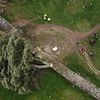 England’s Beloved Sycamore Gap Tree Is Showing Signs of Life, Three Years After Vandals Chopped It Down icon