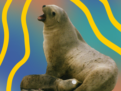 sea lion.png
