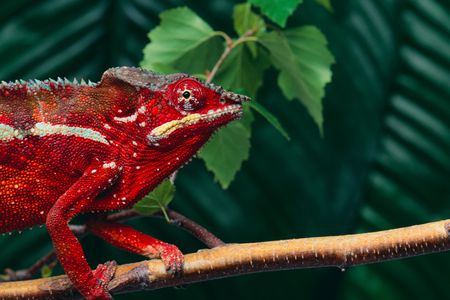 A panther chameleon.