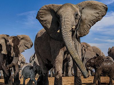 Mean-Girls-elephants-at-Etosha-National-Park-631.jpg