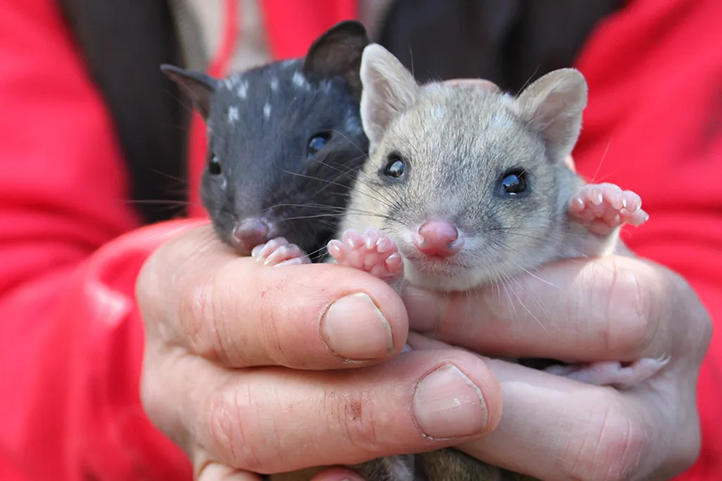 Quoll