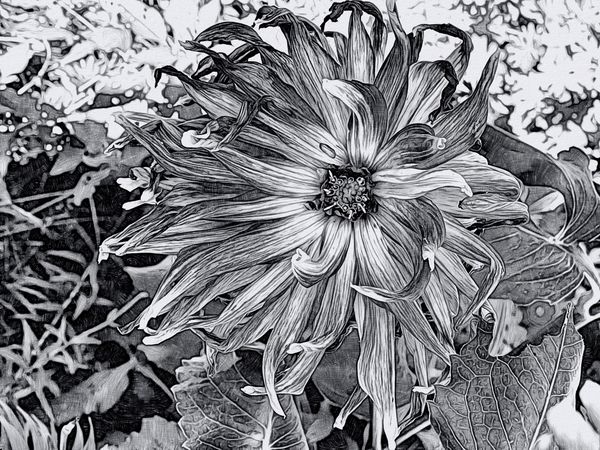 Dahlia photographed and digitally altered in black and white thumbnail