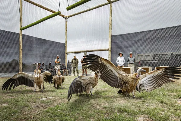 Vulture Release thumbnail