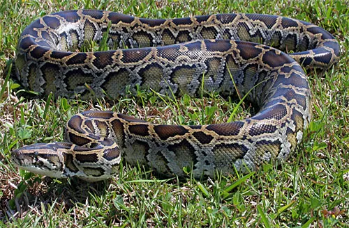 Burmese python