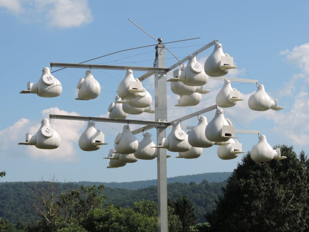 An artificial nest "tree" hung with plastic gourd nests for purple martins