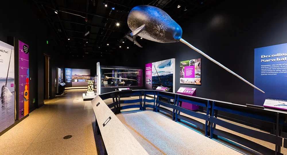 A new exhibition at the Smithsonian’s National Museum of Natural History will dive deep into the Arctic world of narwhals to explore what makes this mysterious animal and its changing ecosystem unique and important. “Narwhal: Revealing an Arctic Legend” will present Inuit perspectives on their relationship with narwhals and the latest scientific knowledge about these animals, while illuminating the interconnectedness among narwhals, people and their ecosystems (Smithsonian Institution).