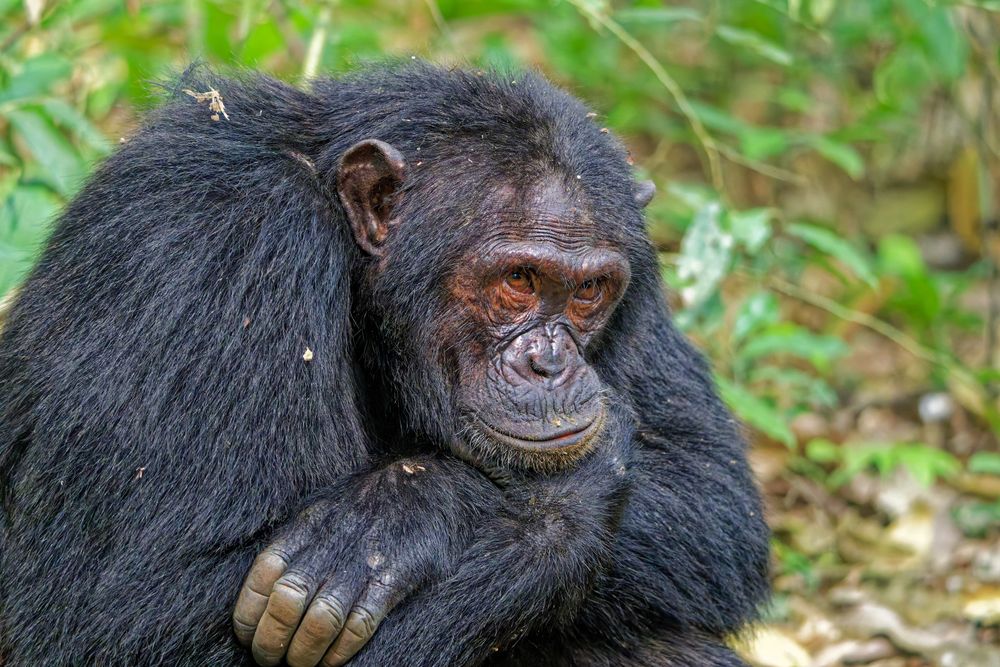 A chimpanzee rests thoughtfully on the forest floor of Kibale in Uganda.