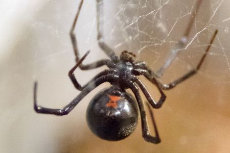A black widow spider hangs from its web.