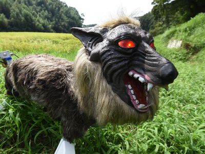 A wolf-like robot dubbed "Monster Wolf" photographed in 2017. An updated model was recently installed in the town of Takikawa on Japan's northern island of Hokkaido. The robot's motion sensor triggers flashing red LED eyes and a selection of 60 sounds aimed to frighten animals back into the wild.