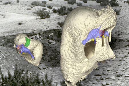 Computer image of Triopticus skull overlaid on the field site where it was found.