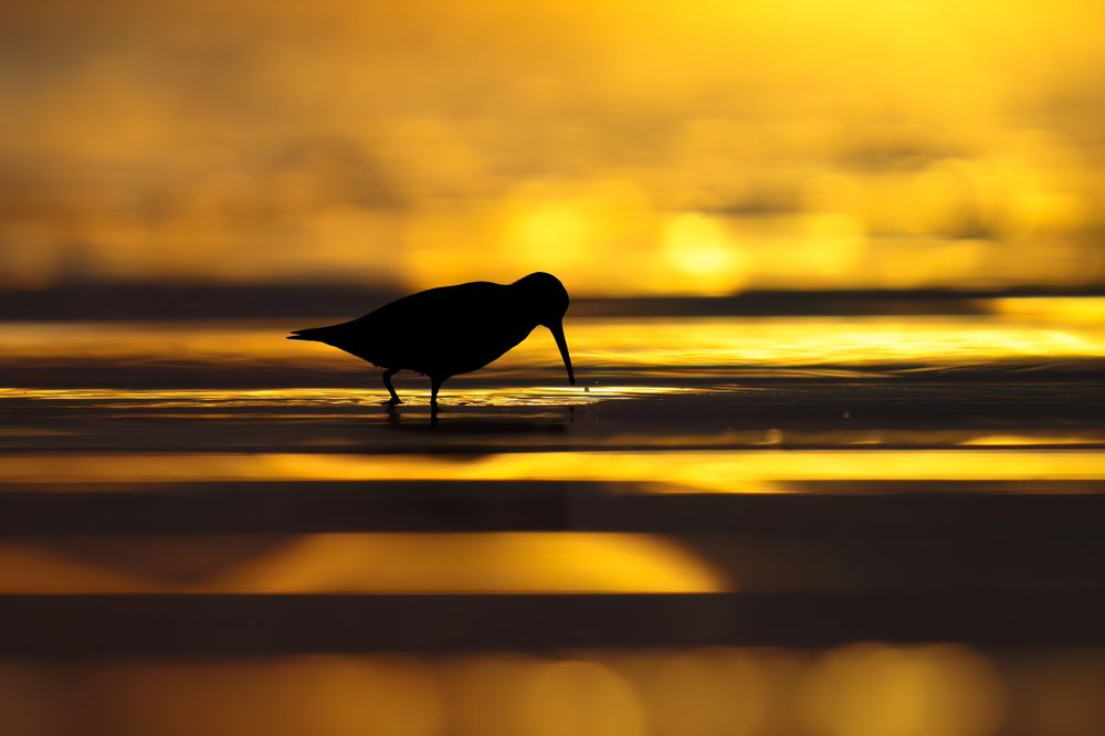 The photo shows dunlin (Calidris alpina) illuminated by the special light of a late-summer sunset.