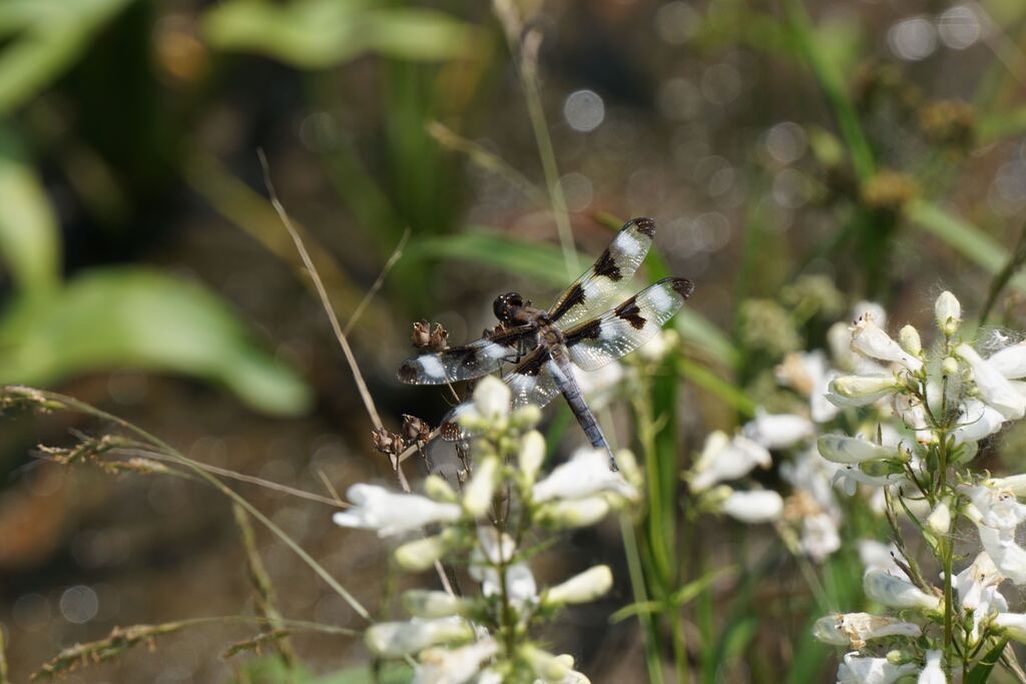 A twelve spotted skimmer resting on a cluster of flowers. The dragonfly has black and white spots along its wings and a bluish-grey body 
