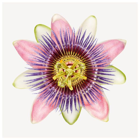 Purple passionflower