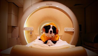 Scientists Gave Dogs MRIs and Learned That They're Surprisingly Good at Distinguishing Between Human Emotions, Even Some Negative Ones