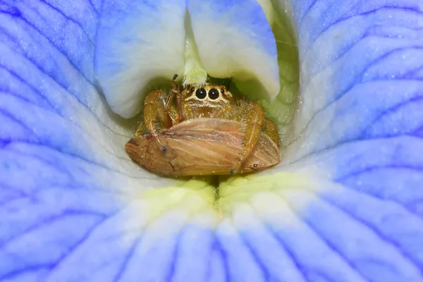 A Jumping spider hiding with it's kill. thumbnail