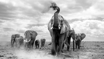 15 Playful and Powerful Photos to Celebrate World Elephant Day